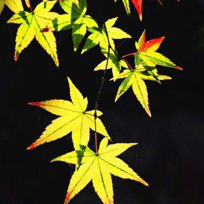 仙道手游折扣平台下载